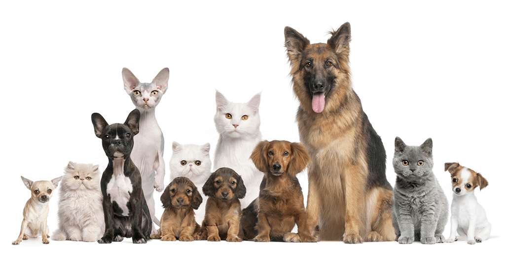 grupo_animales_posalbe