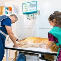 Radiografia en Posa'l Bé Clínica Veterinaria de l'Hospitalet de Llobregat