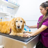 Medición presión arterial perro en Posa'l Bé Clínica Veterinaria de l'Hospitalet