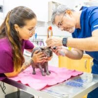 Revisión gato en Posa'l Bé Clínica Veterinaria de l'Hospitalet