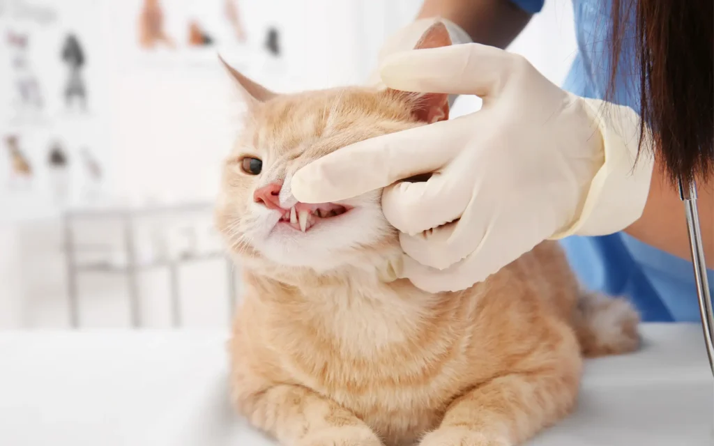 revisión boca y dientes de gato en veterinario